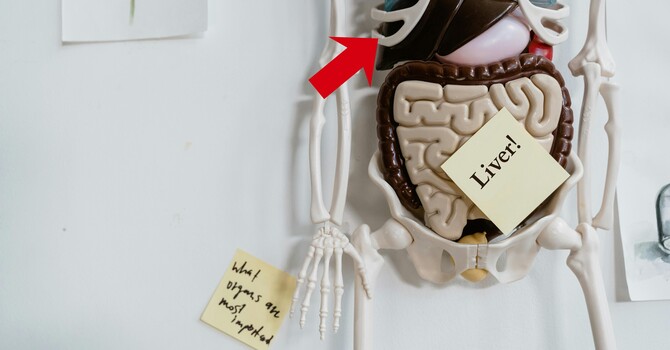 How Hypothalamic Amenorrhea can cause Elevated Liver Enzymes